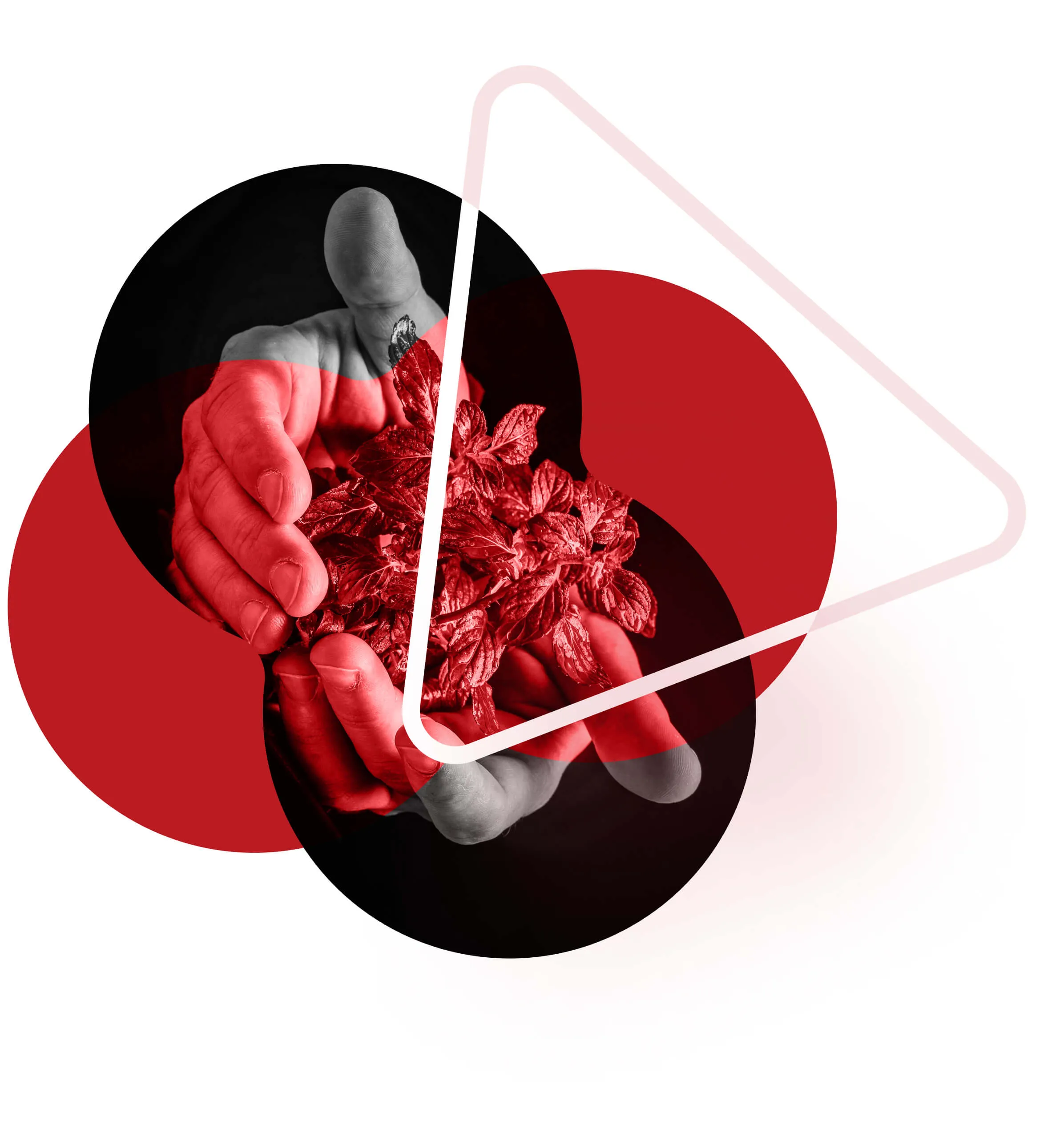 Red and black illustration of hands holding a young plant